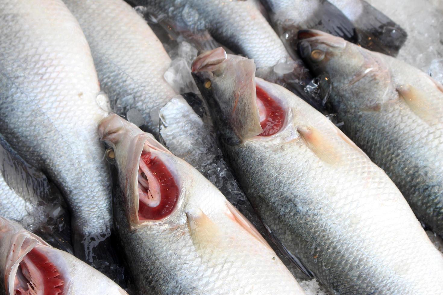 Gruppe von frischem Fisch foto