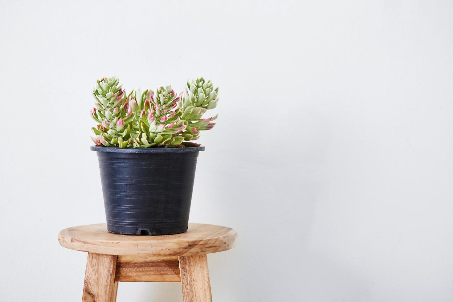 Monadenium im Topf foto