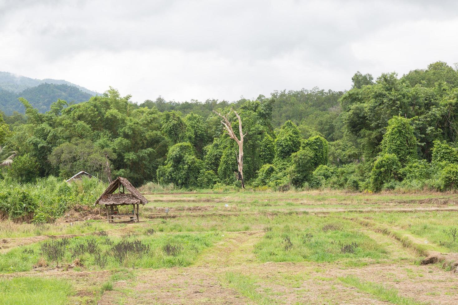 Ackerland in Thailand foto