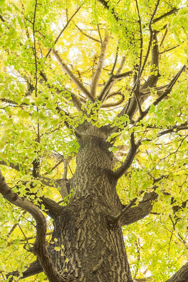 Baum im Herbst foto