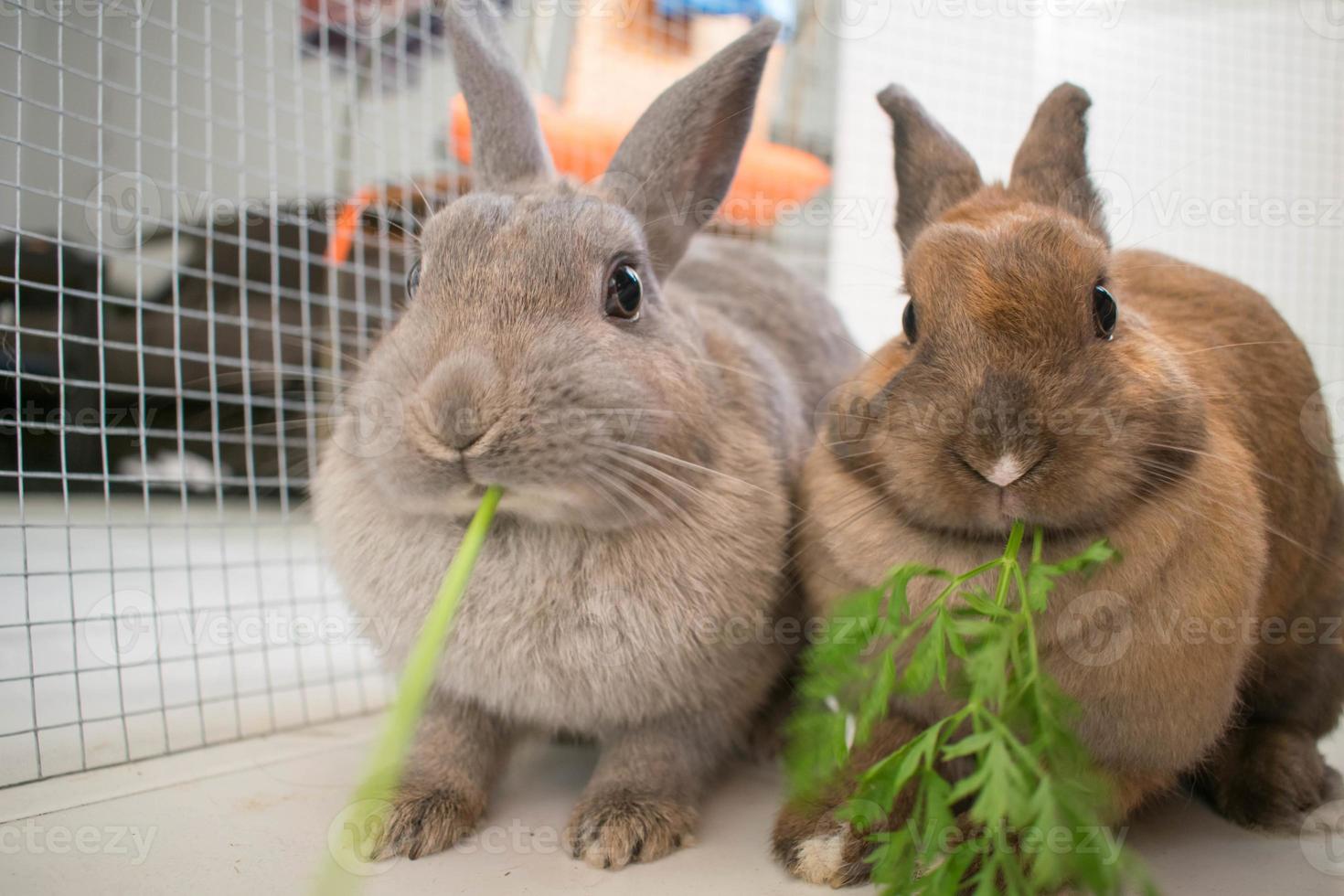 ein Paar von Haustier Kaninchen Fütterung auf Möhren foto