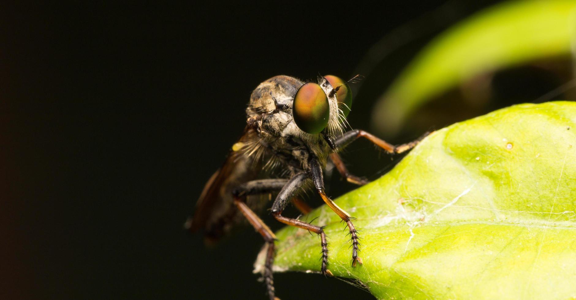 auf einem Blatt fliegen foto