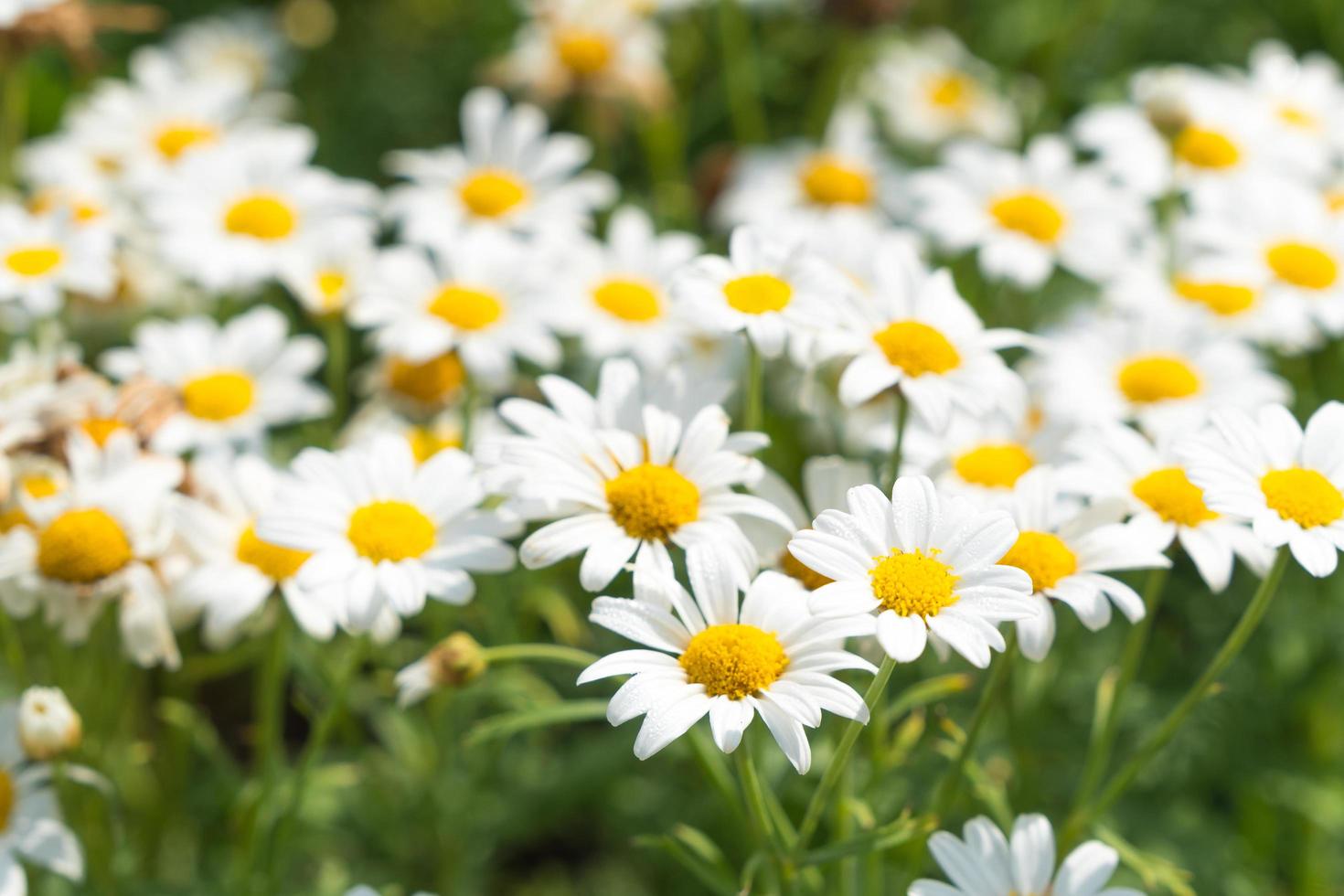 weiße Gänseblümchenblumen foto