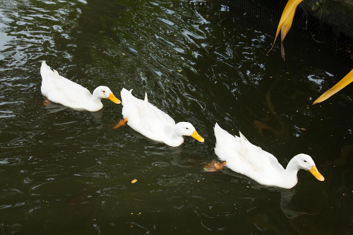 Enten auf dem Teich foto