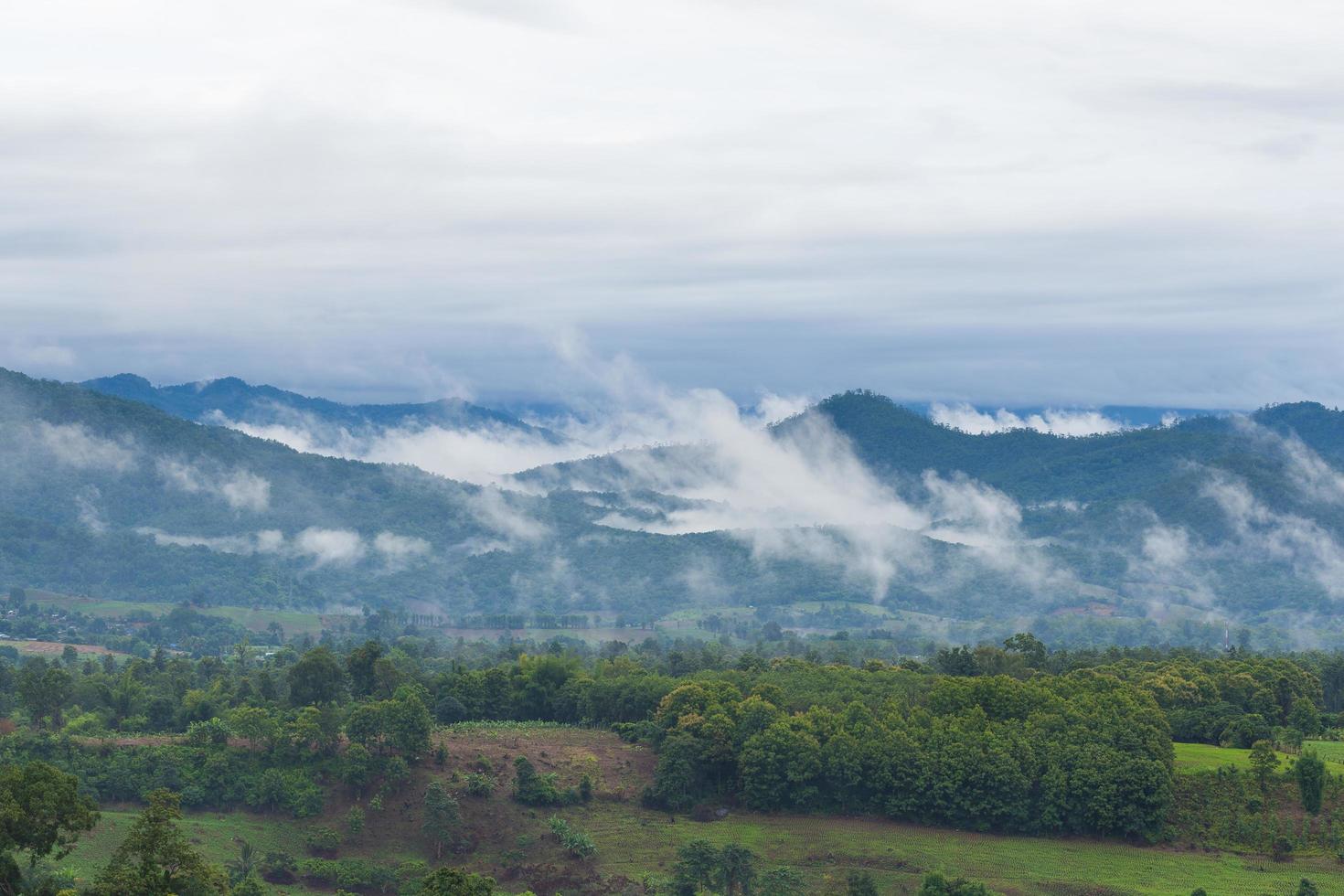 Nebel über dem Wald foto