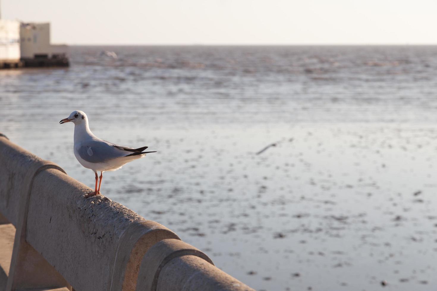 Möwe am Geländer foto