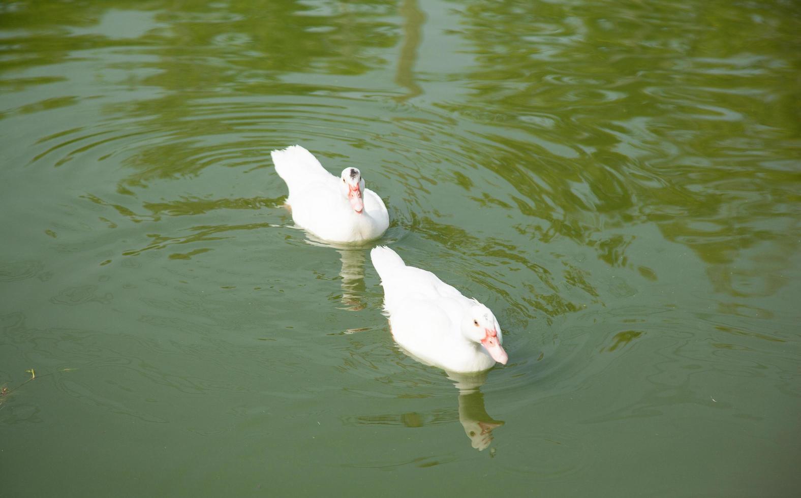 Enten auf dem Teich foto