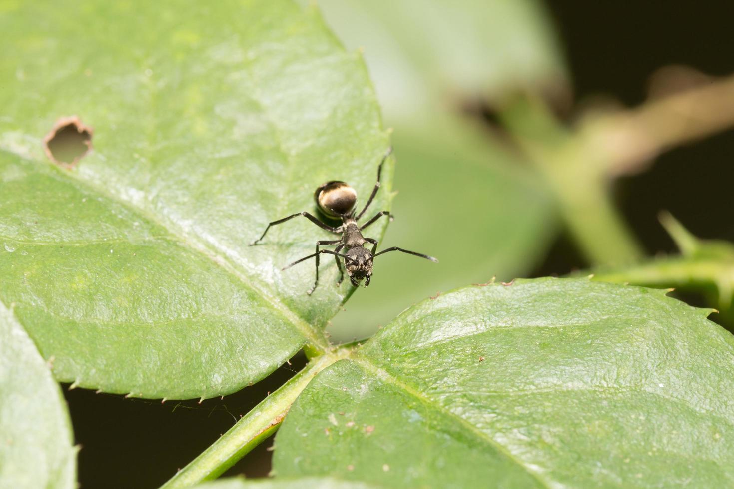 schwarze Ameise auf einem Blatt foto