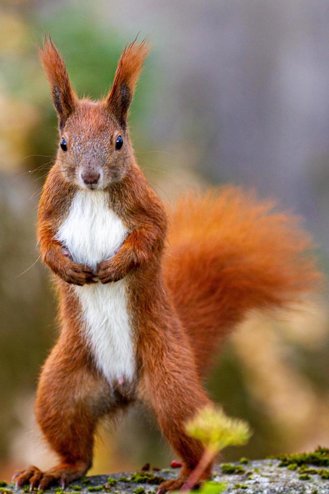 Eichhörnchen posiert foto