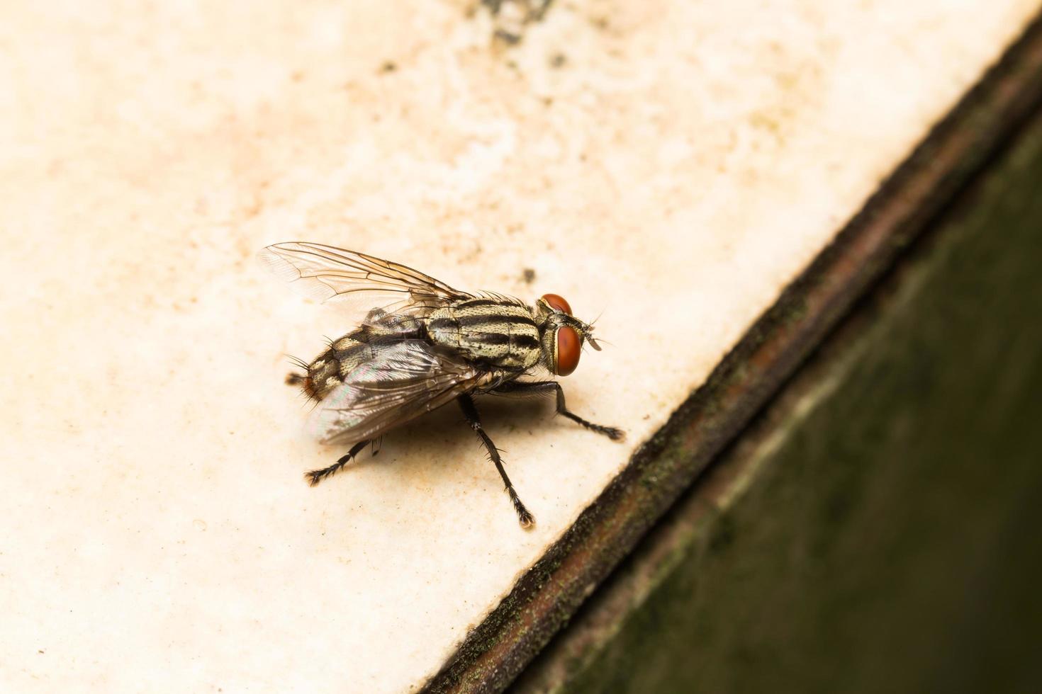 auf einem Blatt fliegen foto