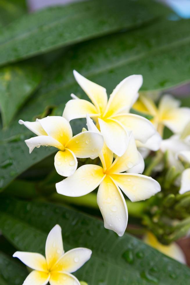 Plumeria blüht in voller Blüte foto