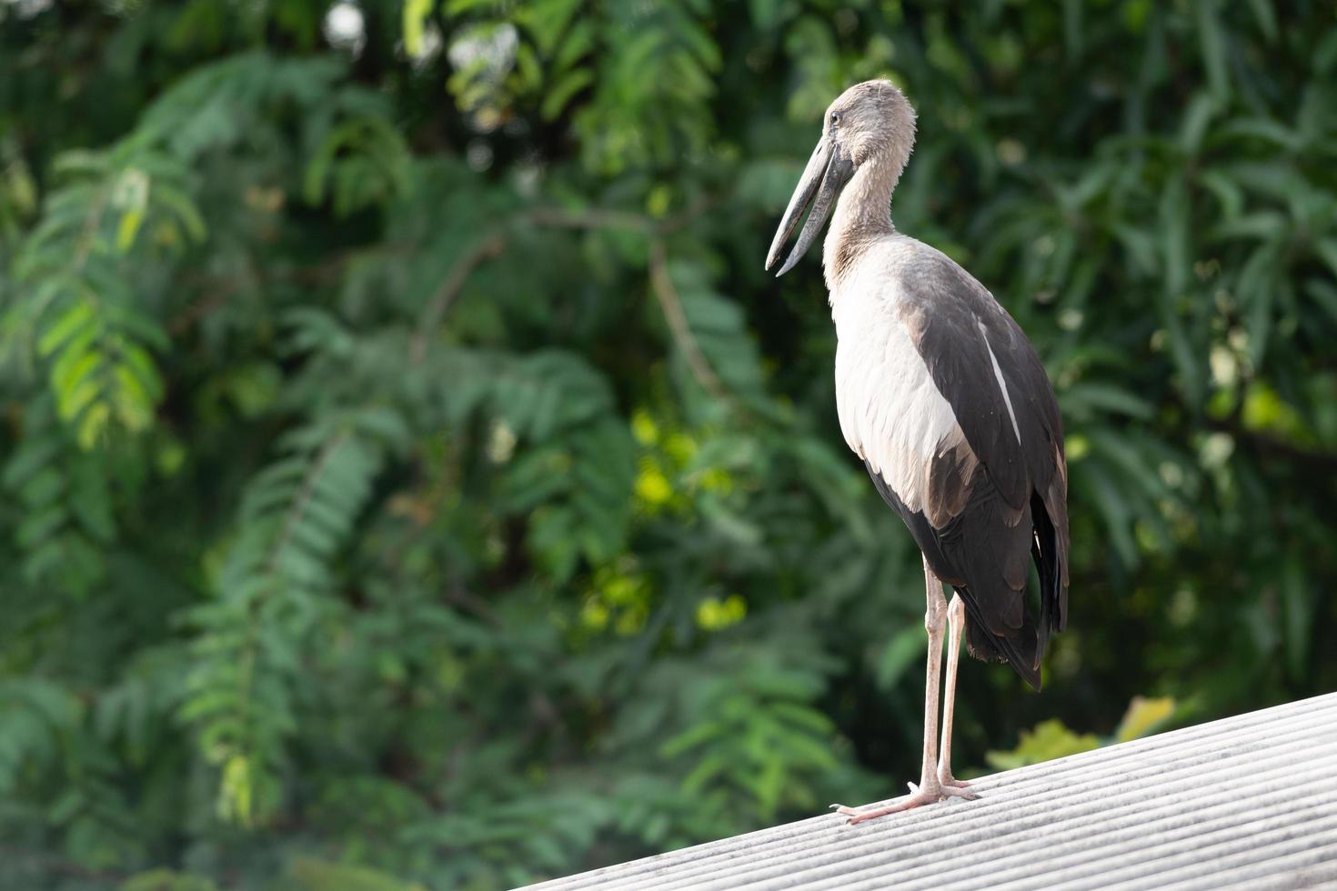 großer Vogel auf dem Dach foto