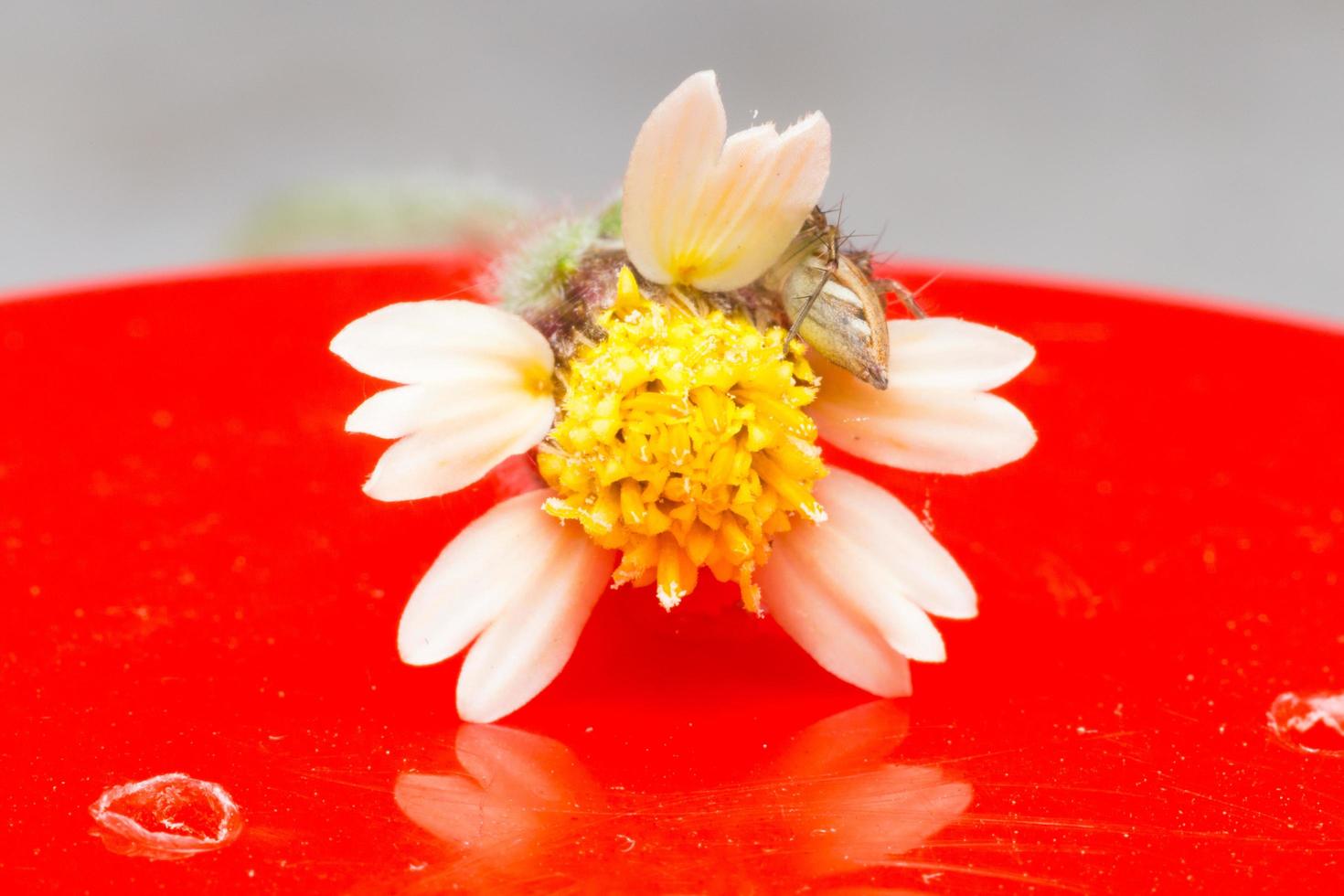 weiße Blume Nahaufnahme foto