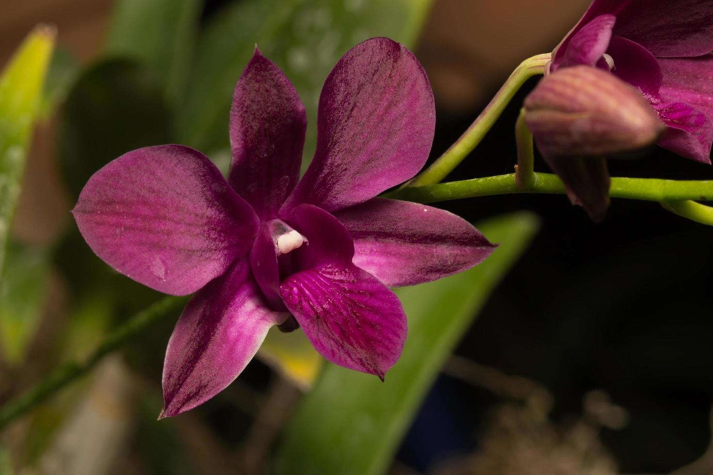 lila Orchideen-Nahaufnahme foto