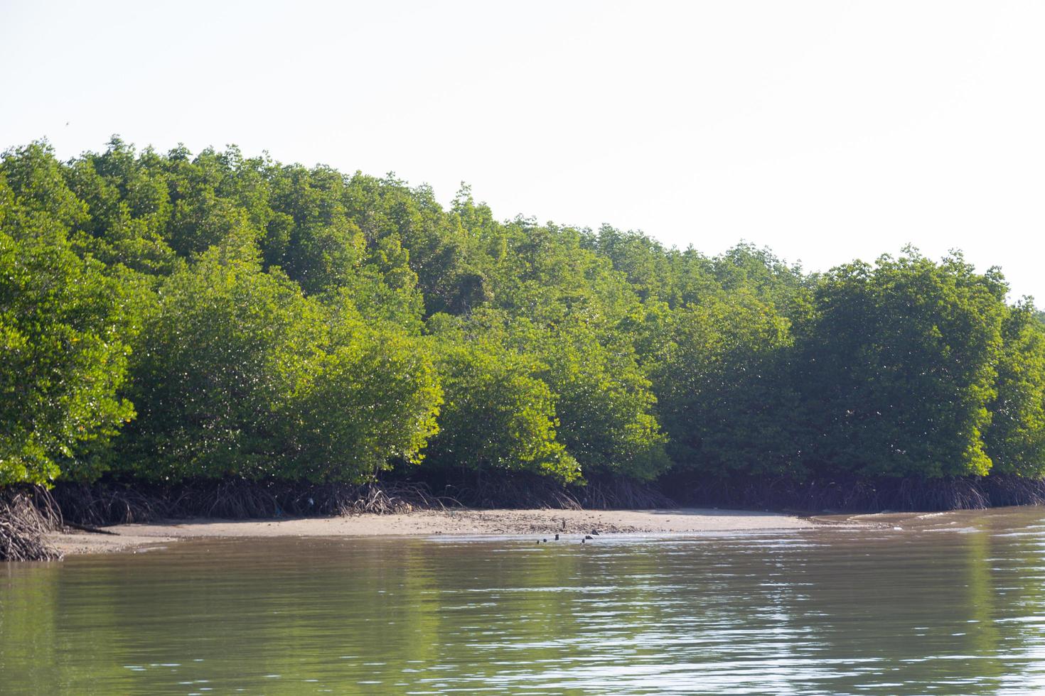 Mangrovenwald in Thailand foto