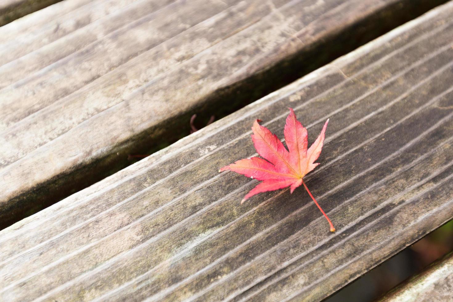 rotes Blatt auf Holz foto