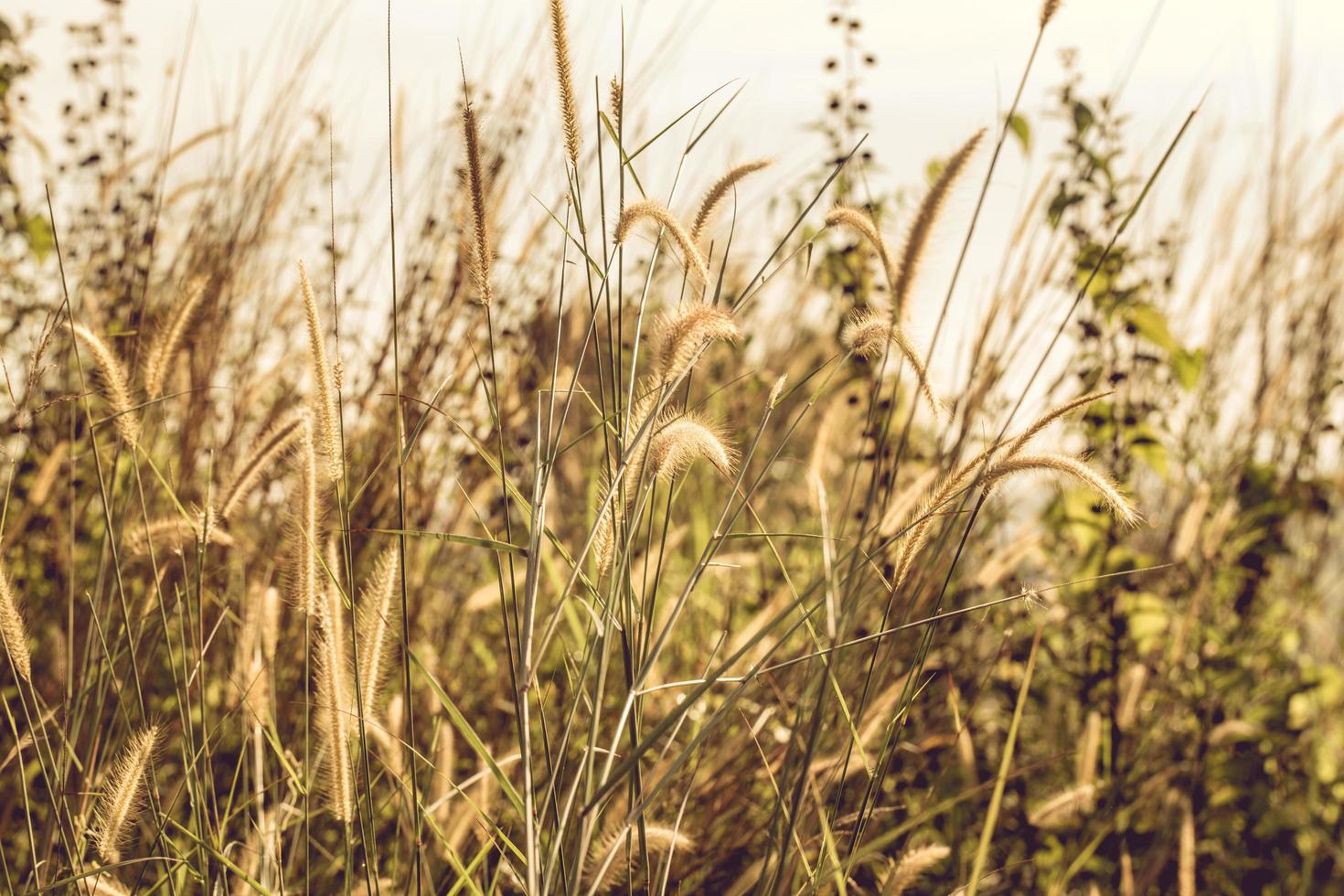 Grasfeld zur goldenen Stunde foto