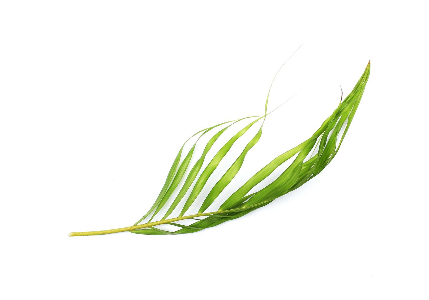 tropisches grünes Palmblatt auf weißem Hintergrund foto