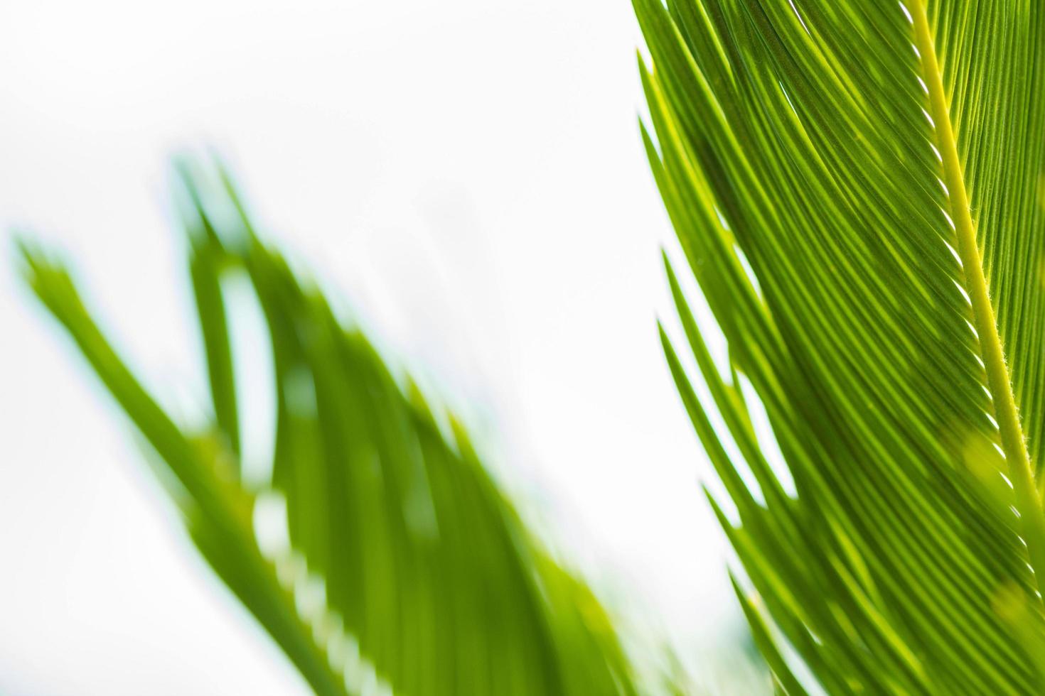 Palmblätter mit Licht durch foto