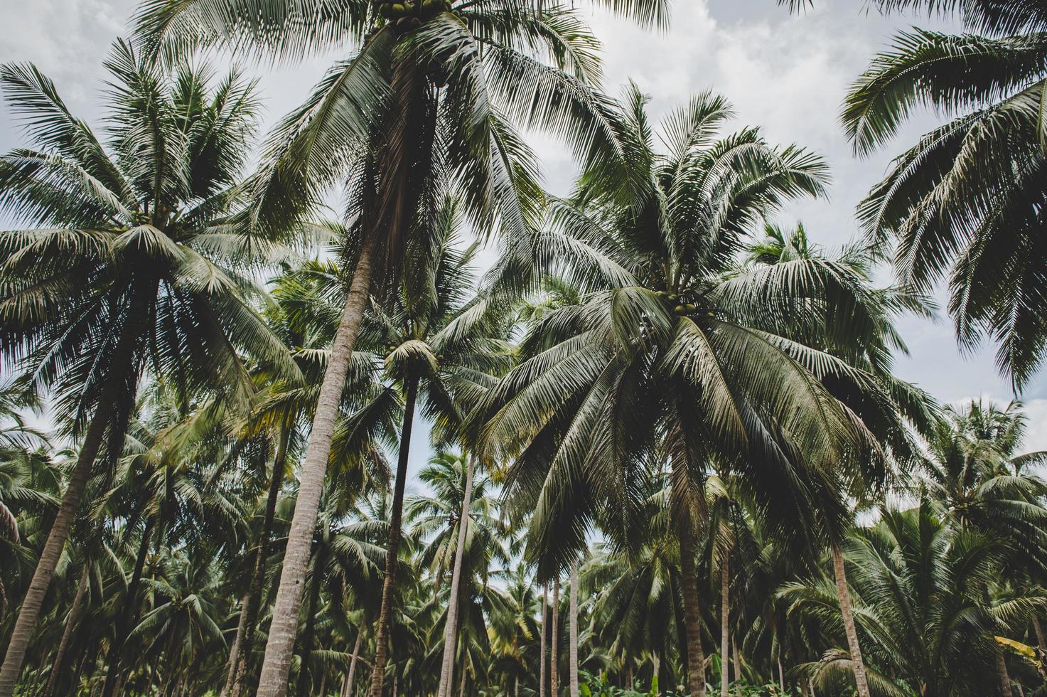 Kokosnussbaumgärten in Thailand foto