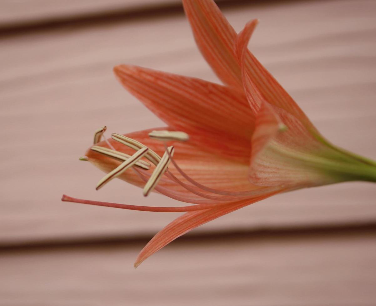 rote Amaryllisblume gegen eine Wand foto