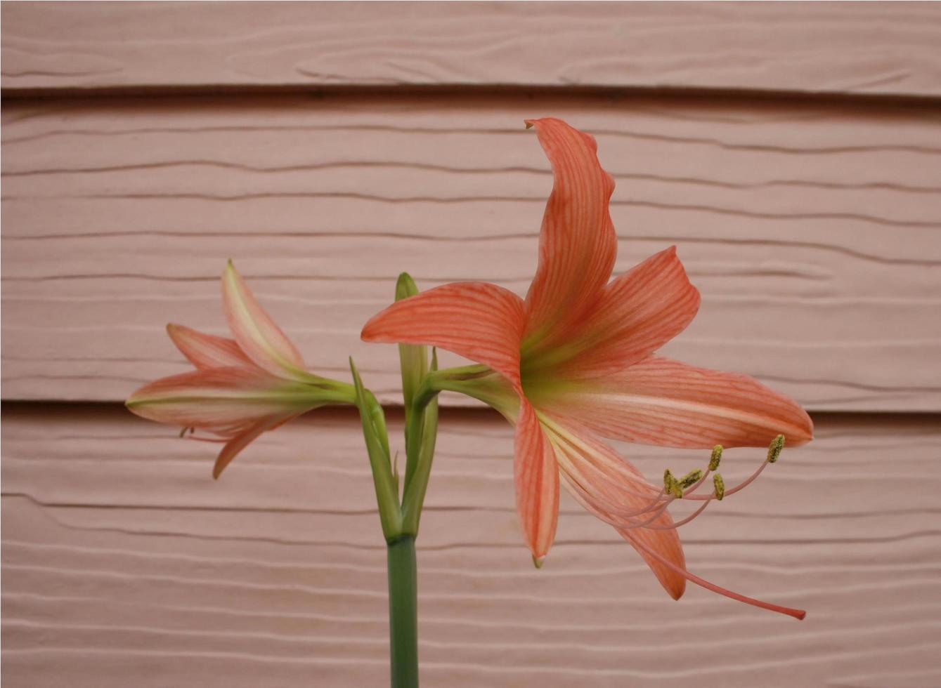 Amaryllisblüten an der Wand foto