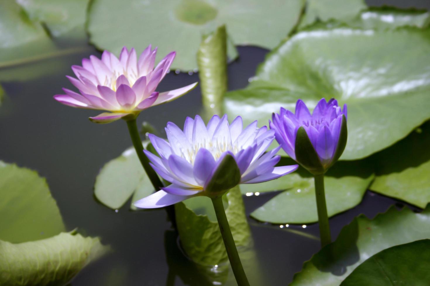 drei Lotusblumen im Teich foto