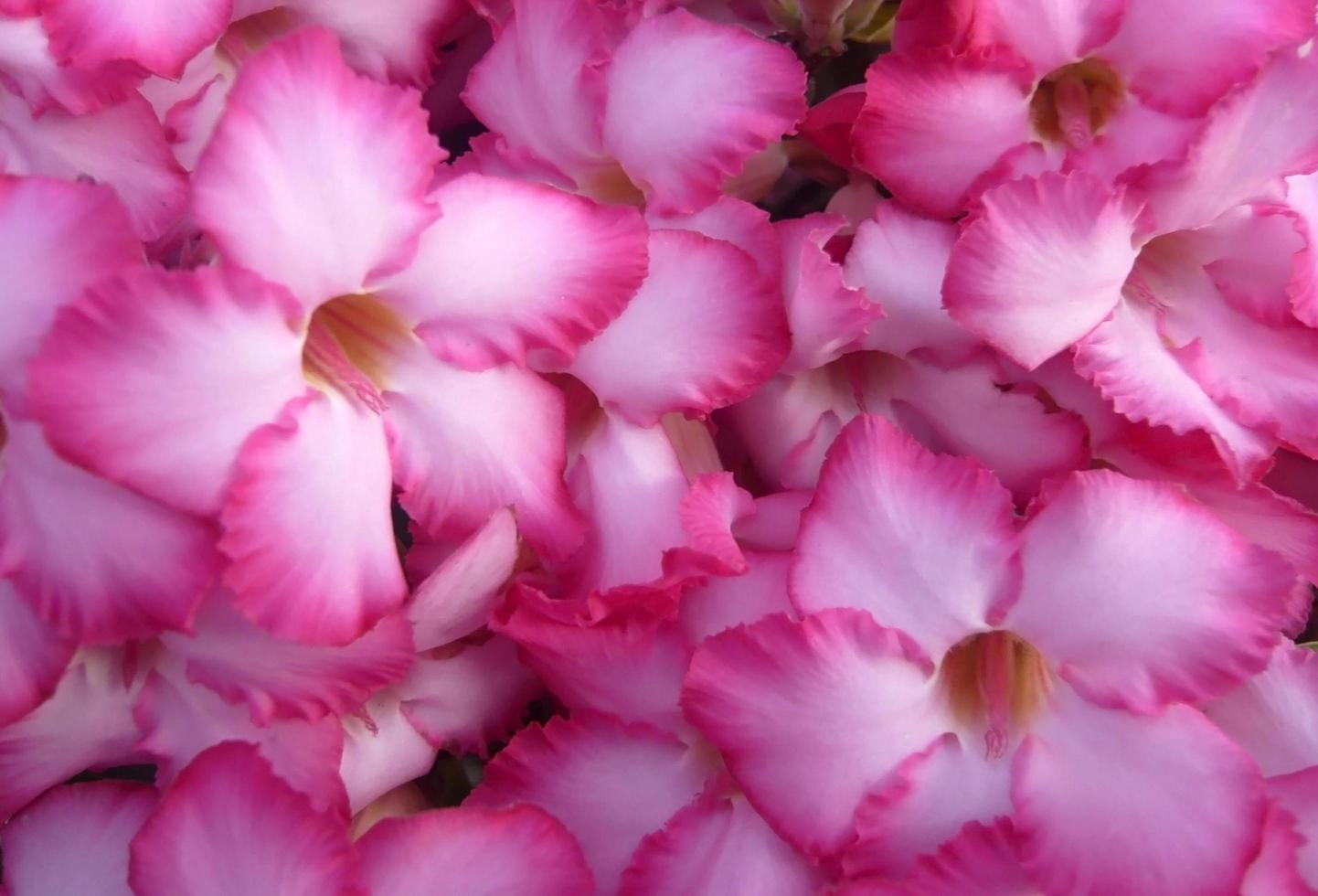 Nahaufnahme von rosa Blumen draußen foto