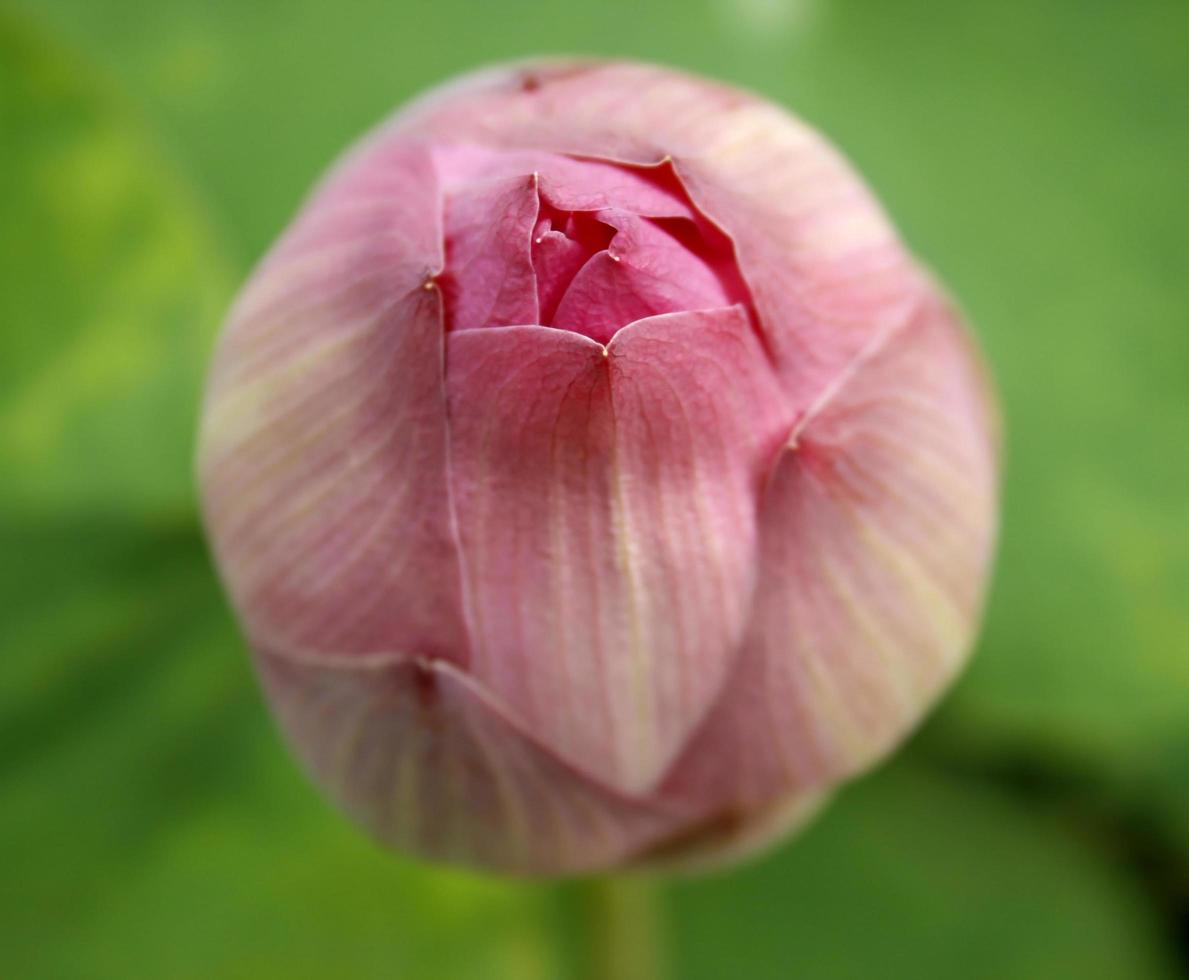 Nahaufnahme einer rosa Blütenknospe foto