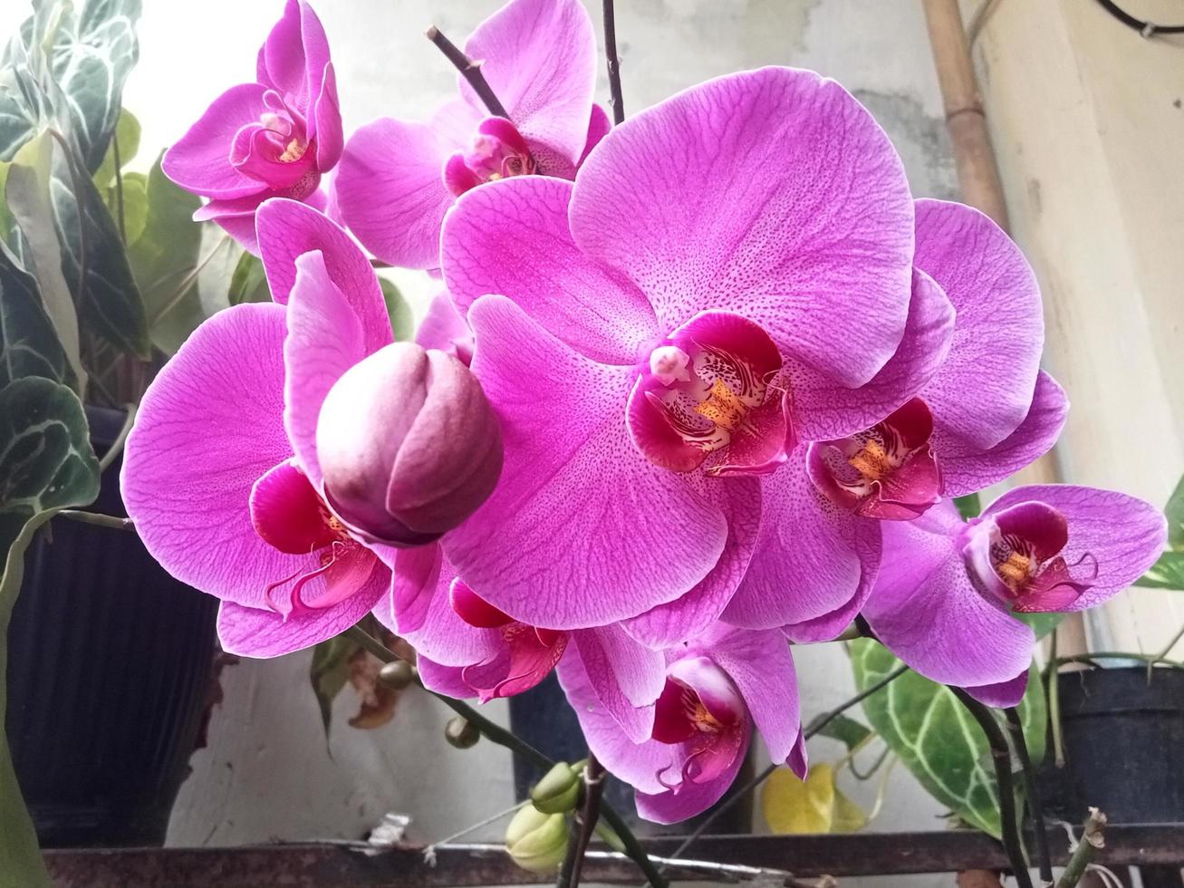 Mondorchidee oder Phalaenopsis amabilis. Orchideen, Orchidaceae, sind die größte Familie der einkeimblättrigen Pflanzen. indonesischer anggrek bulan auf selektivem fokus foto