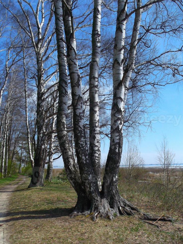 Birke Bäume im das Wald. foto