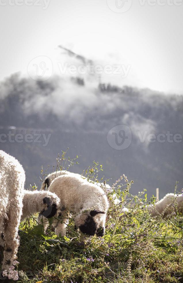 Schwarznasenschaf Schafwolle foto