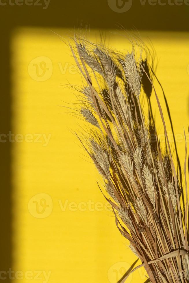 Gelb Weizen Ohren auf ein Gelb Hintergrund foto