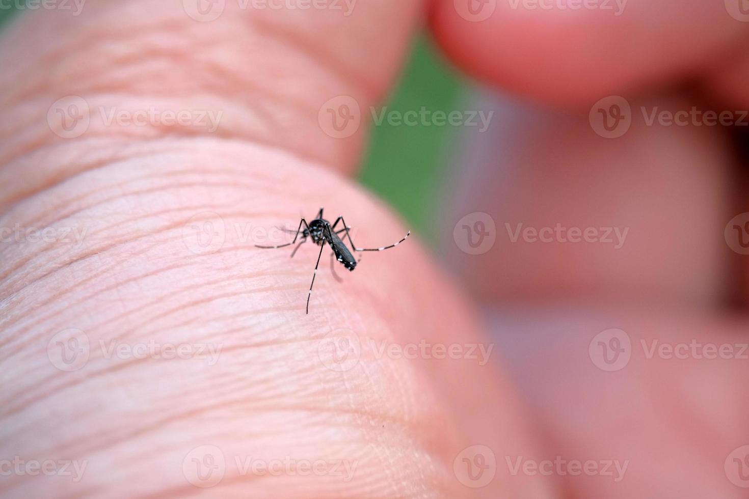 aedes Aegypti ist saugen Blut auf das Palme von das Hand. das Ursache von Malaria Krankheit. foto