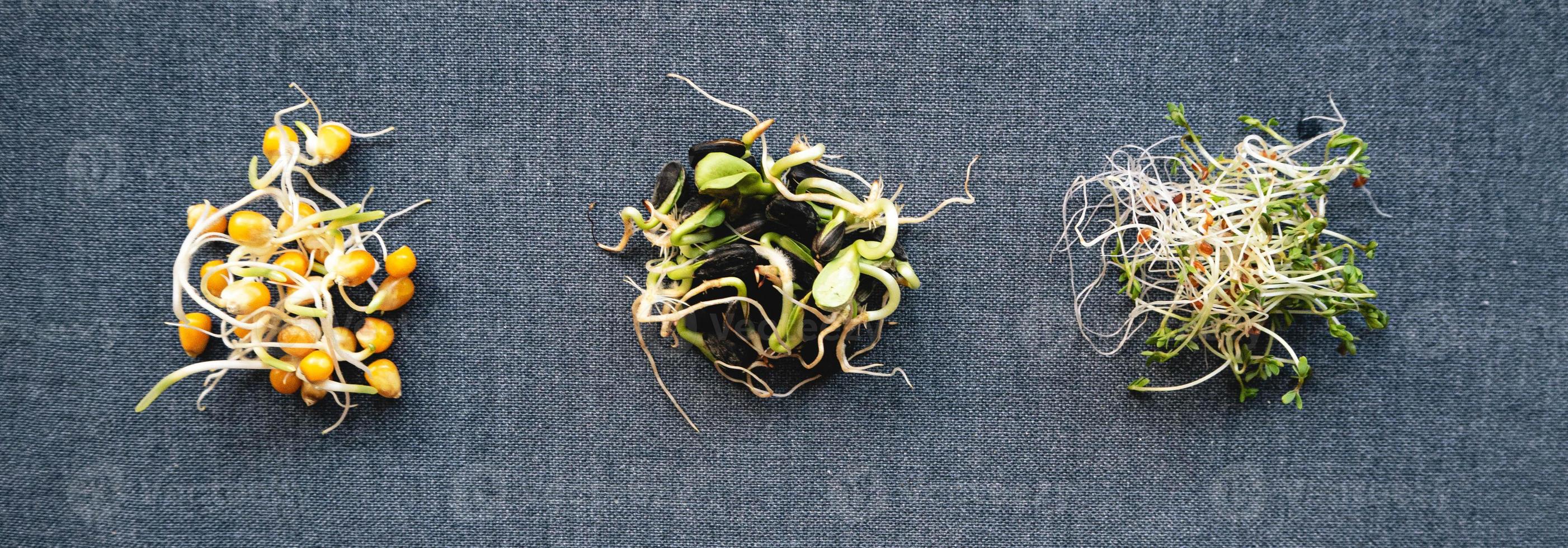 Sortiment an Microgreens. set micro greens sprossen und samen, anbau von sonnenblumen, mais, püree bohnen, kichererbsen zu hause foto