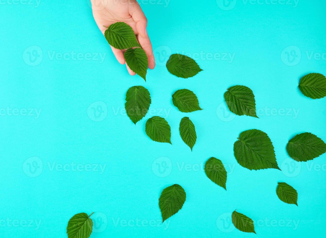 weiblich Hand und Grün Blätter foto