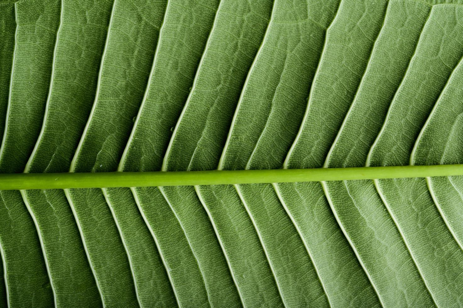 Nahaufnahme des grünen Blattes foto