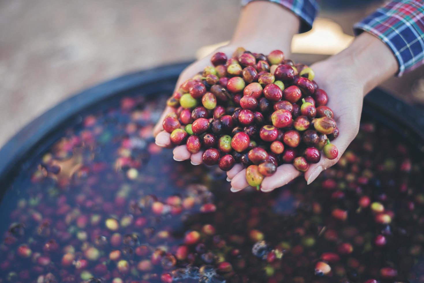 Nahaufnahme der rohen Kaffeebohnen der roten Beere auf der Hand des Landwirts foto