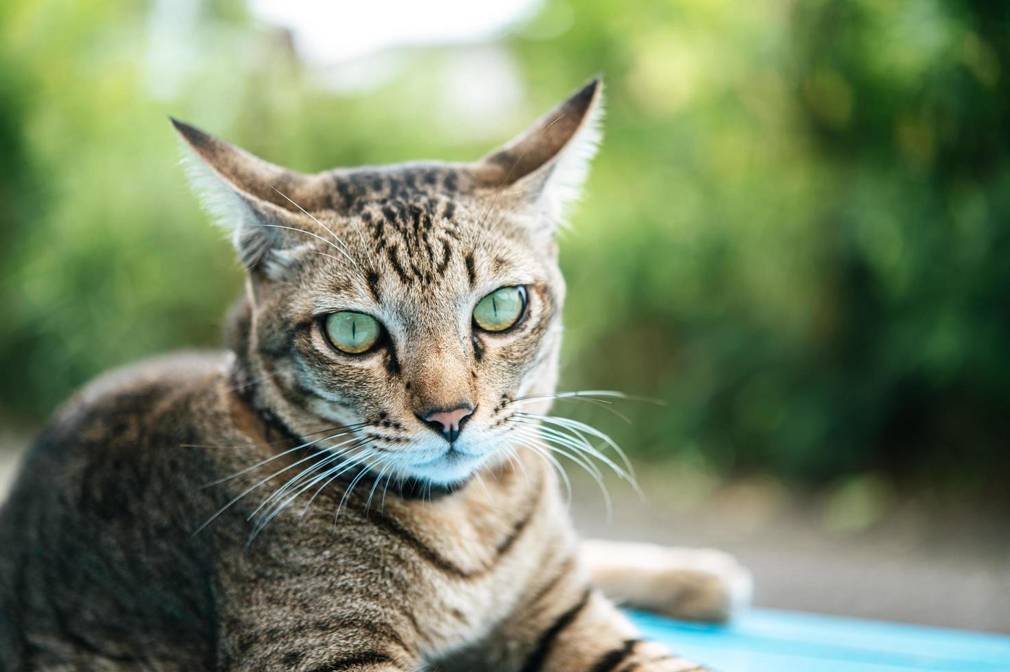 Augen der getigerten Katze foto