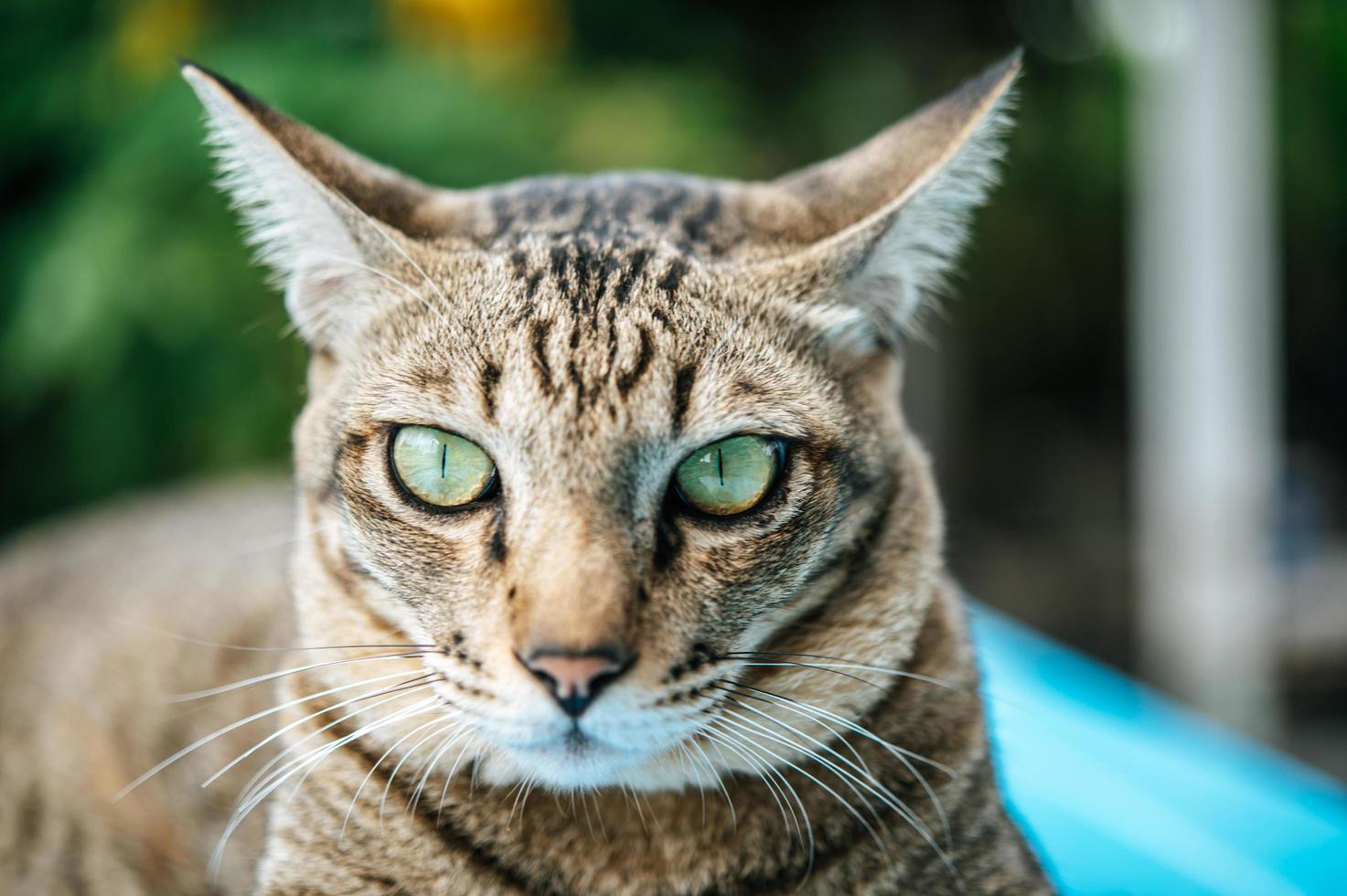 Augen der getigerten Katze foto