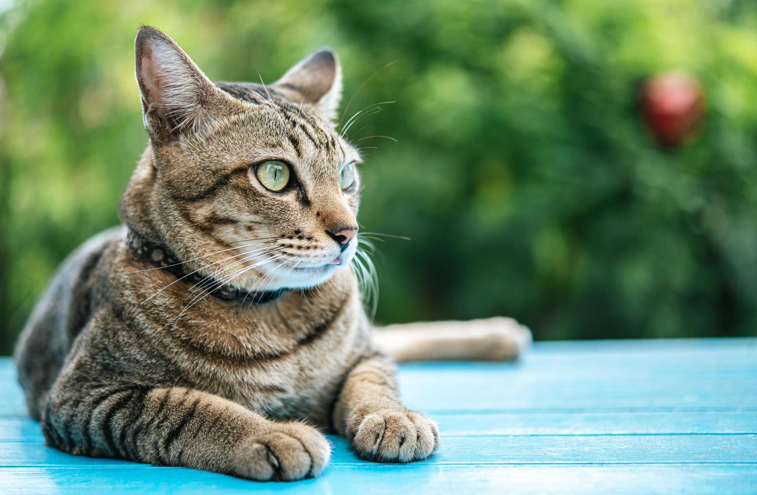 Nahaufnahme einer getigerten Katze auf einer blauen Oberfläche foto