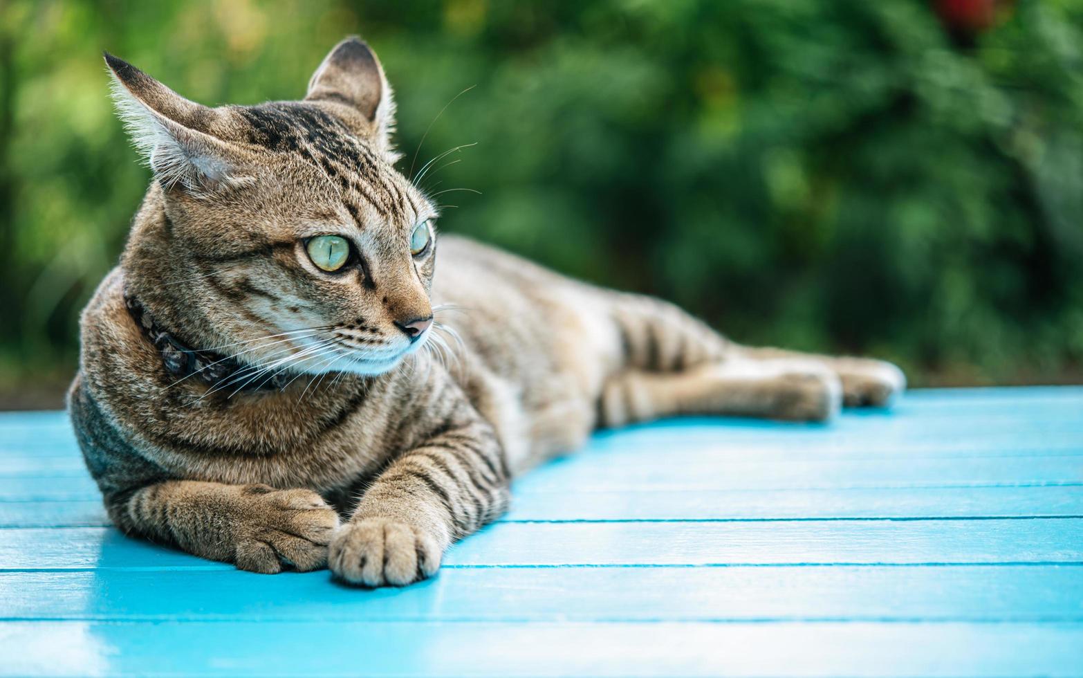 Nahaufnahme einer getigerten Katze auf einer blauen Oberfläche foto
