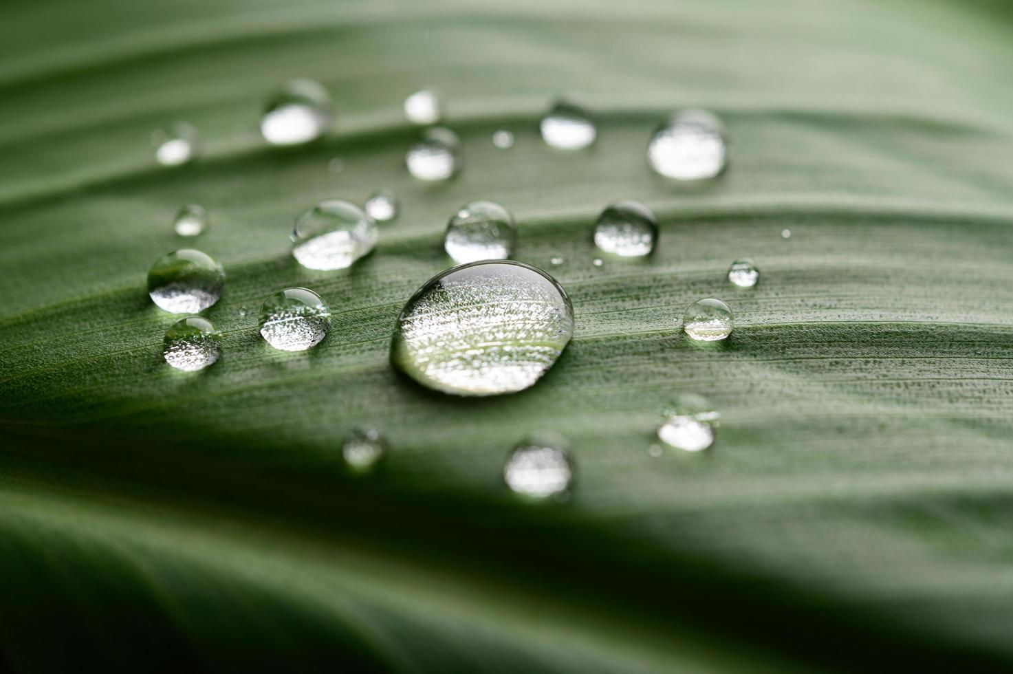 viele Wassertropfen auf Bananenblättern foto