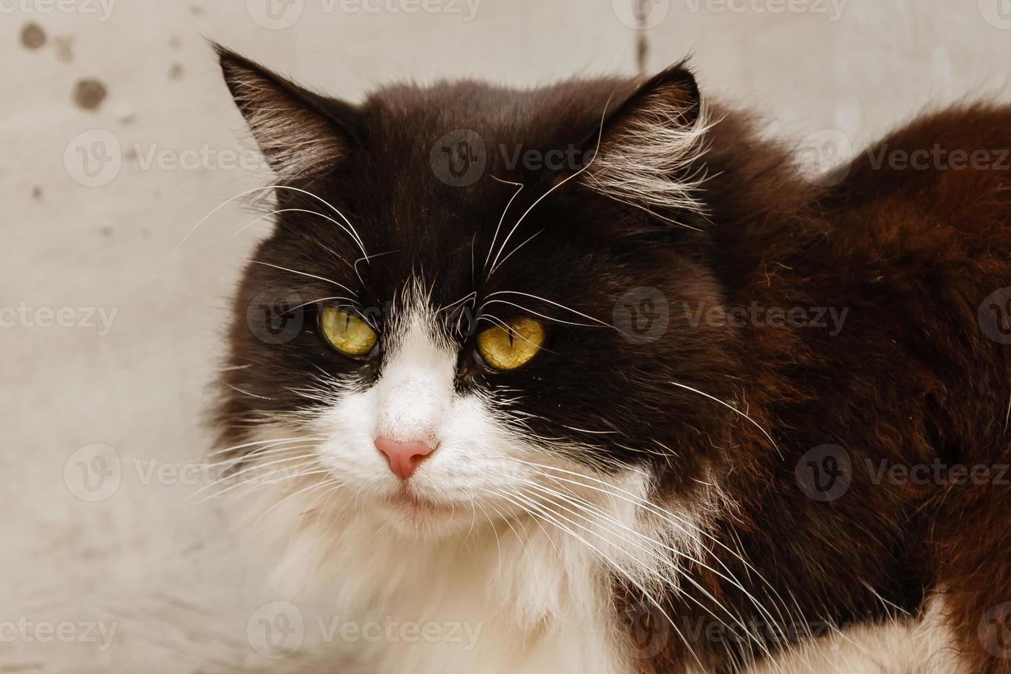 schöne Katze mit grünen Augen foto