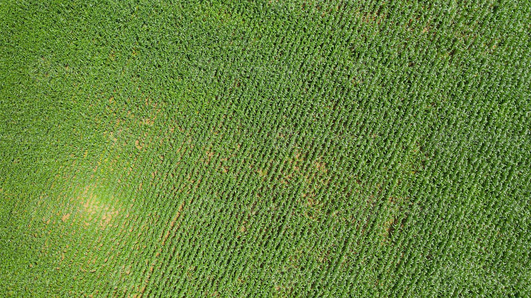 Draufsicht auf ein Maisfeld foto