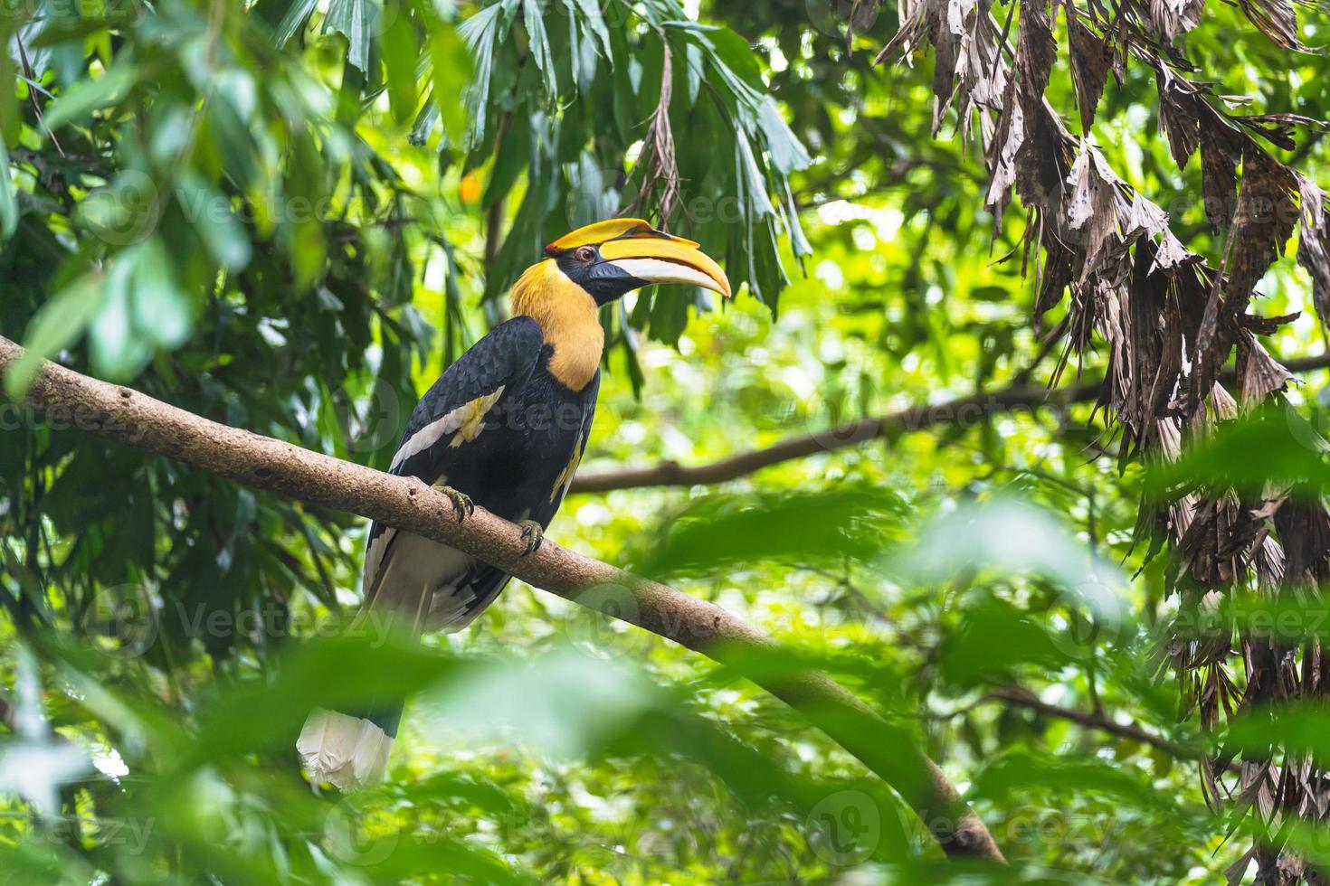 Hornbill Vogel in einem Baum während des Tages foto