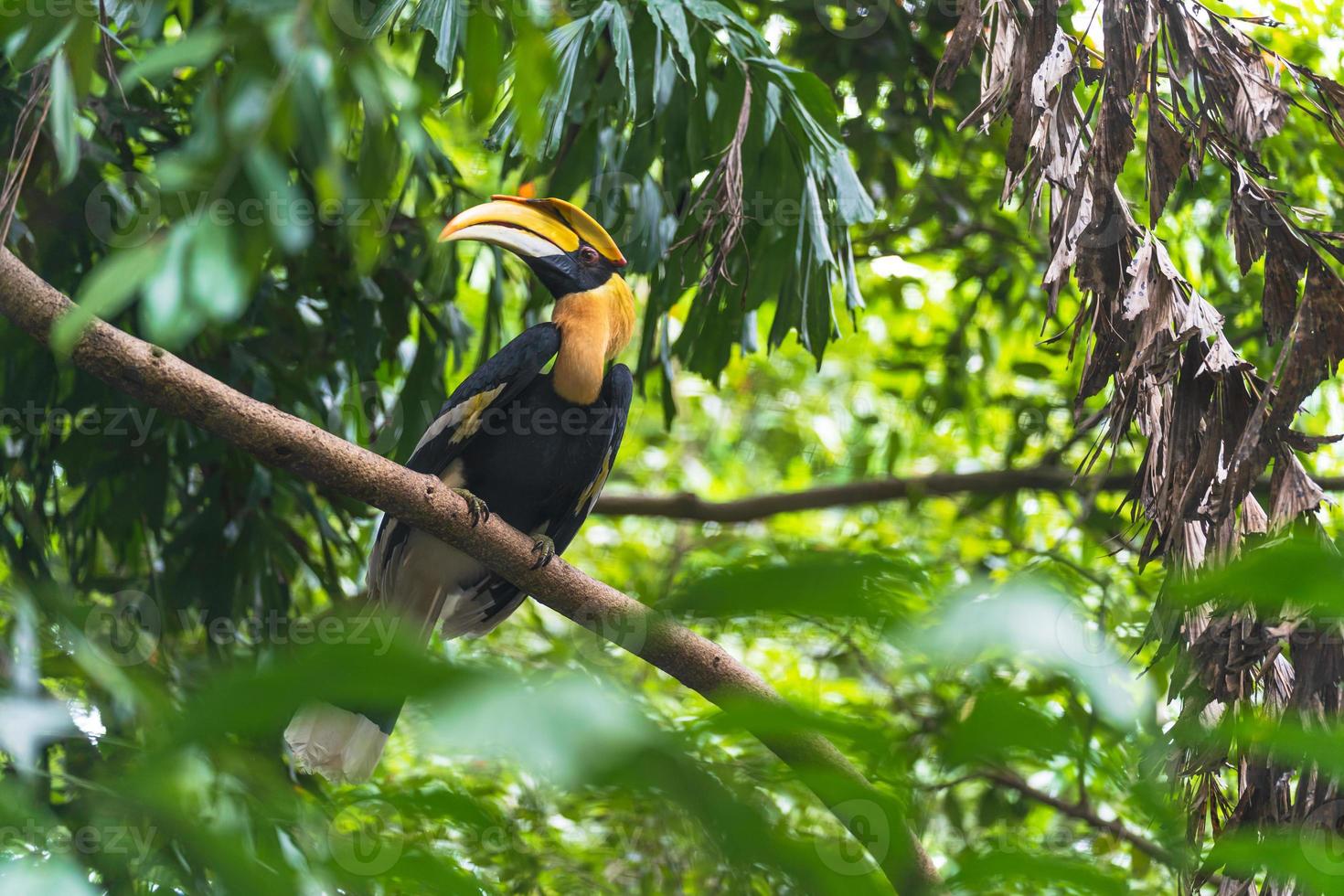 Hornbills Vogel auf einem Baum foto