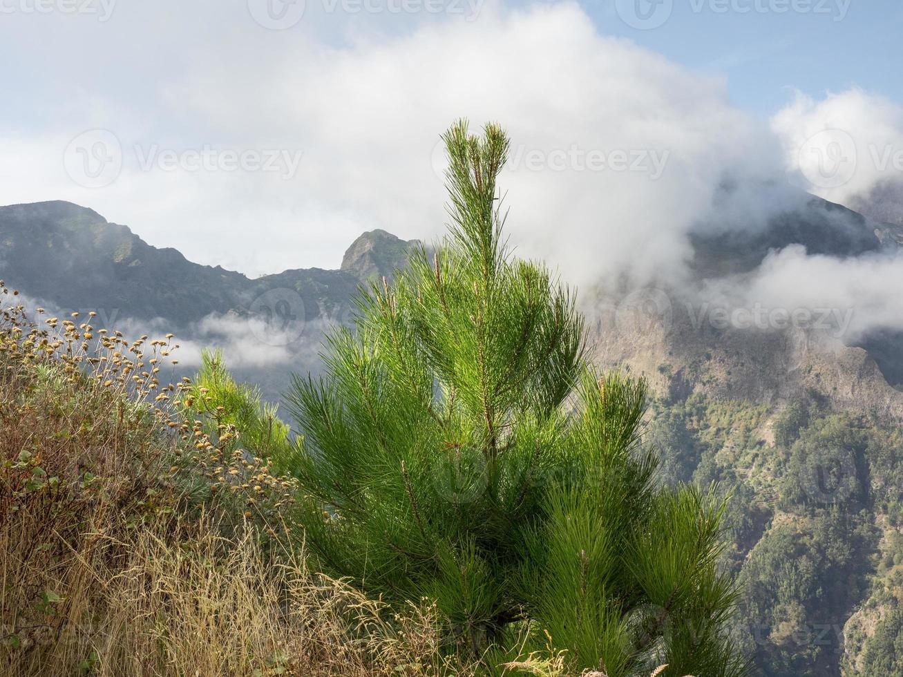 die Insel Madeira foto