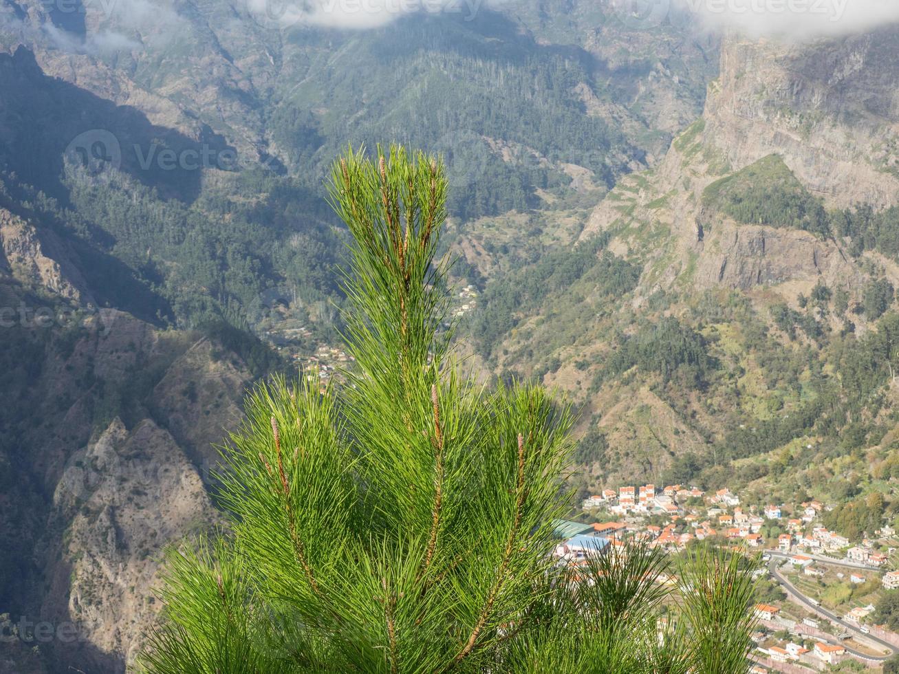 die Insel Madeira foto