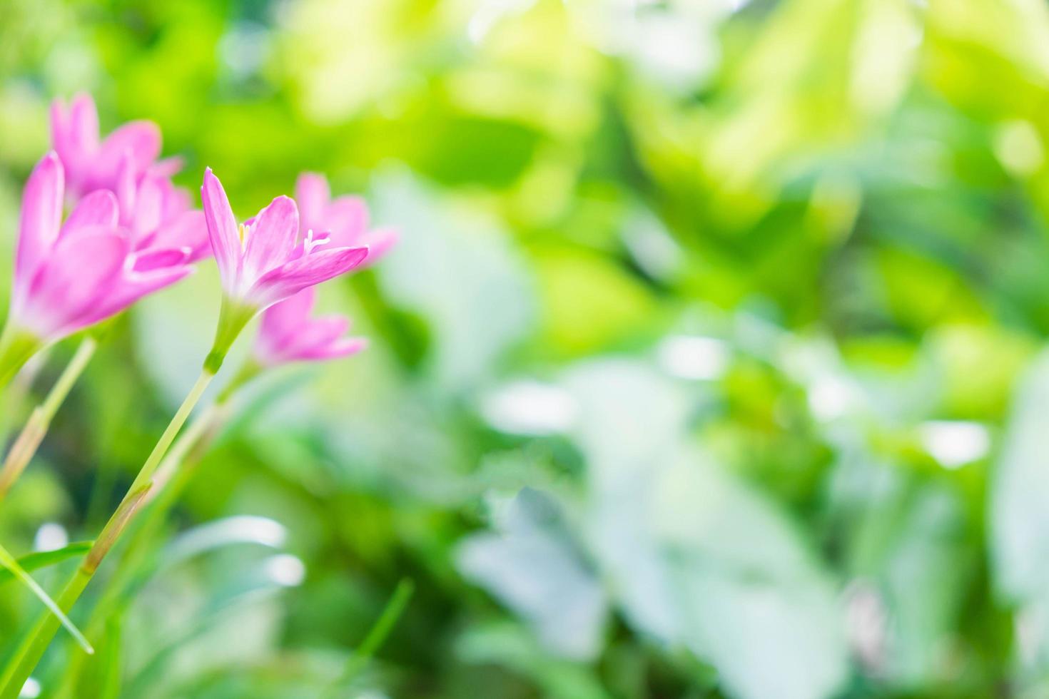 rosa Blüten gegen grüne Blätter foto